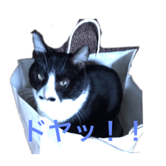 [LINEスタンプ] 仲良しねこねこ