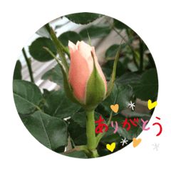 [LINEスタンプ] 毎日贈る、愛され花々