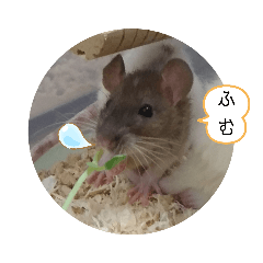 [LINEスタンプ] ねずはむ