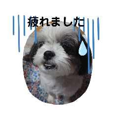 [LINEスタンプ] シーズー＋チワワ＝みけこ③