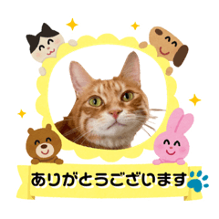 [LINEスタンプ] Ginger Tabby Cat Brothers 9