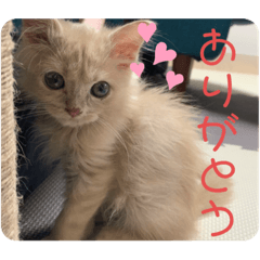 [LINEスタンプ] きなこ日記☆