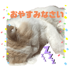 [LINEスタンプ] 猫 だーい好き