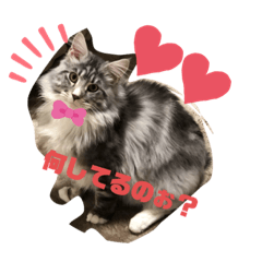 [LINEスタンプ] My family cats stamp＊＊＊