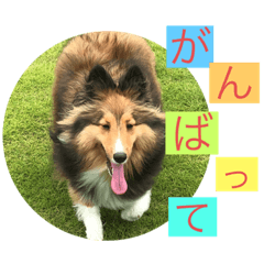 [LINEスタンプ] シェリぽんと愉快な仲間たち4(シェリー編)