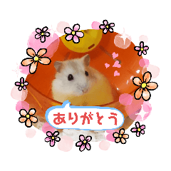 [LINEスタンプ] イエローラインジャンガリアン メル