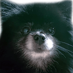 [LINEスタンプ] 愛犬ももの日常2