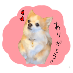 [LINEスタンプ] ももちゃんのハッピーライフ