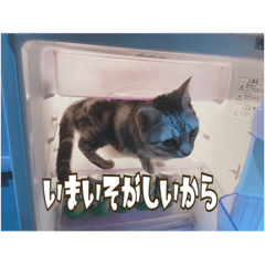 [LINEスタンプ] ネコ3代目