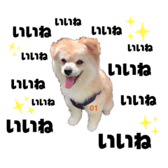 [LINEスタンプ] 我が家のハーフ犬ポメチ❼