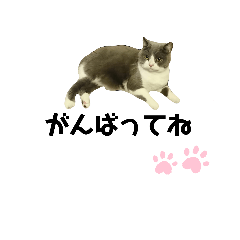 [LINEスタンプ] 猫の伝言板