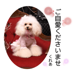 CREA(トイプー)の愛犬スタンプ 7
