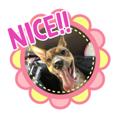 [LINEスタンプ] だいすきゴット様