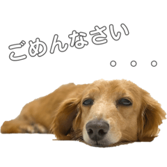 [LINEスタンプ] くっきー vol.2