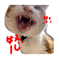 [LINEスタンプ] ウチノネコチャン