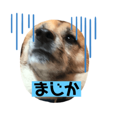 [LINEスタンプ] 小梅のほのぼのボケーな日常4