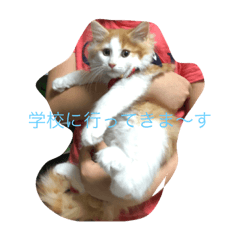 [LINEスタンプ] あさおうコミュニケーションダーーーー