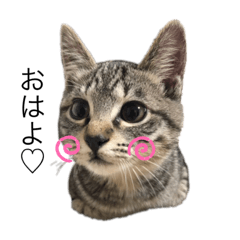 [LINEスタンプ] ごまむぎ2