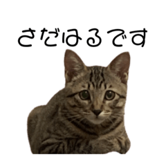 [LINEスタンプ] さだはるのスタンプ