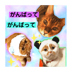 [LINEスタンプ] 愛する猫たち ベンガル スコ エキゾチック