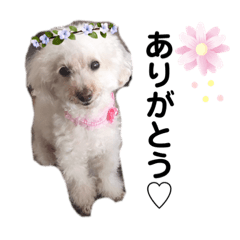 [LINEスタンプ] 〜りんちゃんの日常〜