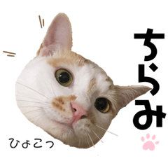 [LINEスタンプ] 元野良三毛猫ファミリーのスタンプ