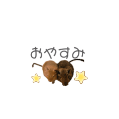 [LINEスタンプ] デグーくんネコちゃん