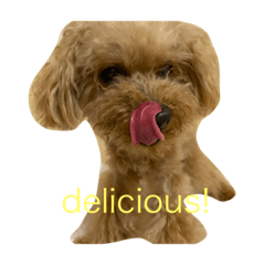 [LINEスタンプ] 老犬ベリー