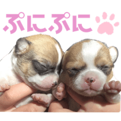 [LINEスタンプ] ちびちゃい