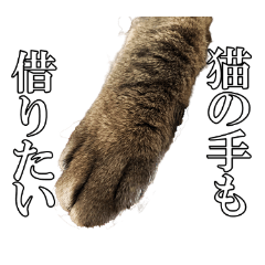 [LINEスタンプ] 猫ねこ写真スタンプ