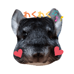 [LINEスタンプ] チンチラおりぶさん③