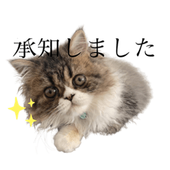 [LINEスタンプ] ちゃぶのすたんぷ