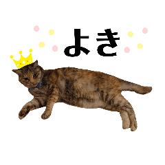 [LINEスタンプ] ウチの4にゃんズ②