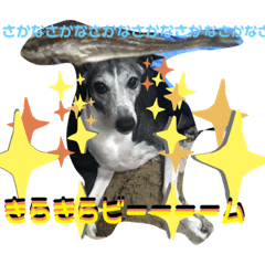 [LINEスタンプ] イタグレのもぐの日常