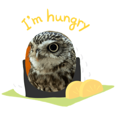 [LINEスタンプ] ふくろうーず
