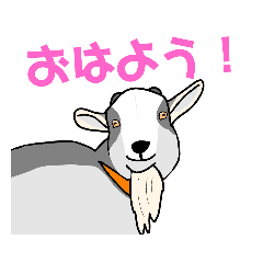 [LINEスタンプ] ヤギのしろちゃん