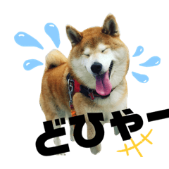 [LINEスタンプ] もものすけ part2