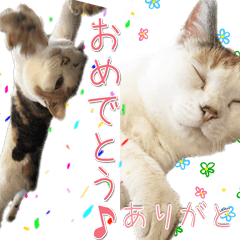 [LINEスタンプ] 三毛猫の写真スタンプ～日常編～