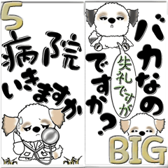 【Big】シーズー犬『毒舌』5