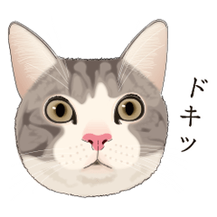 [LINEスタンプ] 使い易い☆猫ちゃんスタンプ