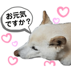 [LINEスタンプ] モモ姉さんのLINEスタンプ