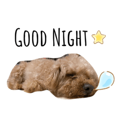 [LINEスタンプ] 老犬ベリー2