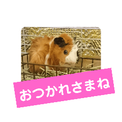 [LINEスタンプ] モルモットぷくチャー連絡用