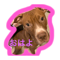 [LINEスタンプ] くんくんじぇいじぇい3