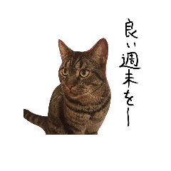 [LINEスタンプ] 猫猫ねこねこねこ