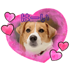 [LINEスタンプ] 毎日使える！ ジャックのユキスタンプ‪‪❤︎‬