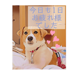 [LINEスタンプ] 敬語スタンプ！ ジャックラッセルテリア