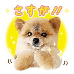[LINEスタンプ] ポメラニアン もふた 4