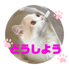 [LINEスタンプ] 猫 だーい好き 2
