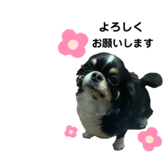 [LINEスタンプ] わんこの日常(お仕事 敬語編)
